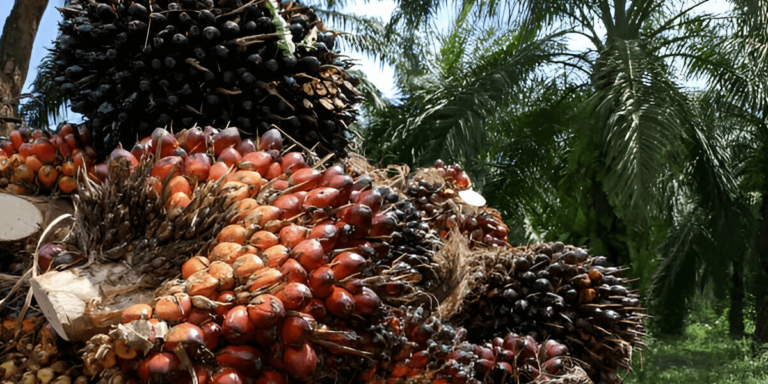 Understanding the Role of Palm Oil in Global Food Supply Chains