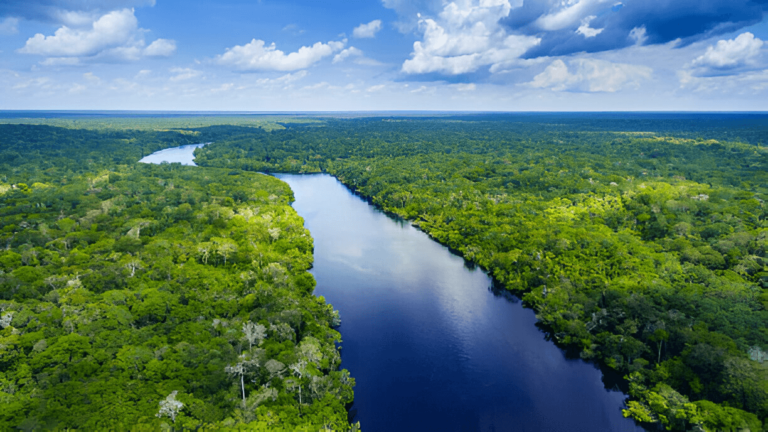 Educating Consumers on the Environmental Impact of Palm Oil