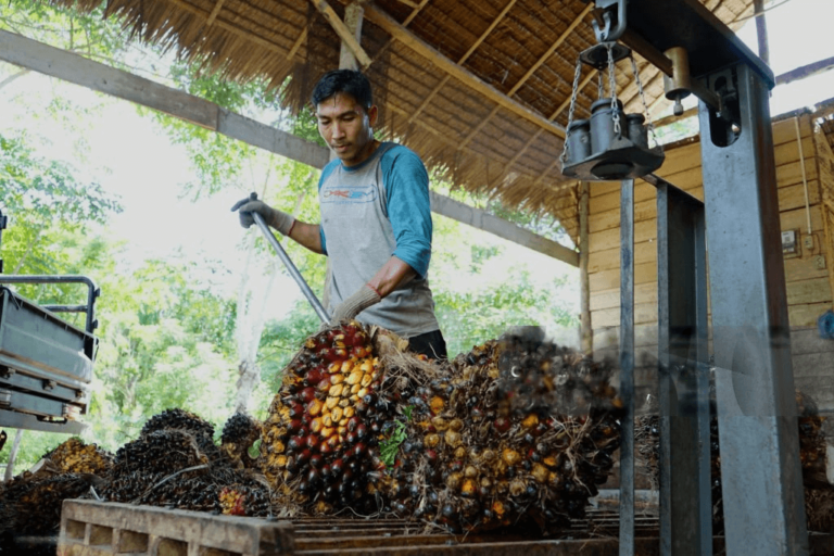 The Economic Impact of Palm Oil Production on Local Communities