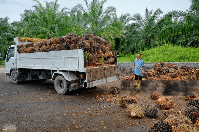 The Journey from Palm Fruit to Palm Oil: A Step-by-Step Guide